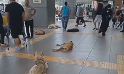 "Tıp Fakültesinde Başıboş Köpekler" Haberine Yalanlama 