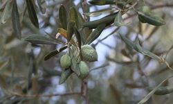 Çöl sıcakları zeytin üretimini vurdu, yüzde 50 kayıp bekleniyor