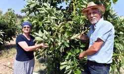 Mersin`de avokado fidanı desteği üreticilerin yüzünü güldürüyor