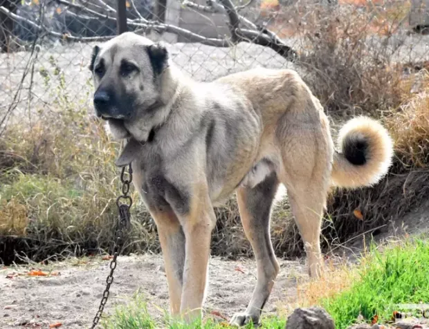 Kangal köpekleri safkan ırk olarak kabul görmüyor; Gen haritasının çıkarılması gerek