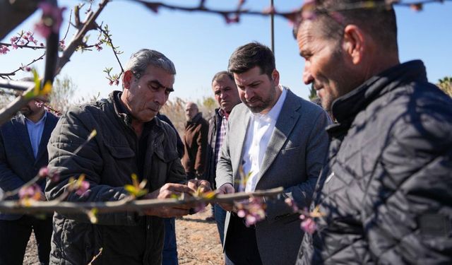 Tarsus'ta Çiftçiler Afet Bölgesi İlanı Bekliyor