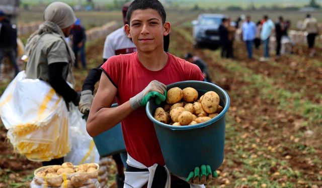 Adana’da Patates Hasadı Başladı, Tarlada Kilogramı 22-24 Lira