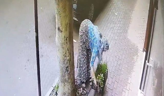 Çiçekçi Esnafının Çiçekleri Gündüz Vakti Çalındı