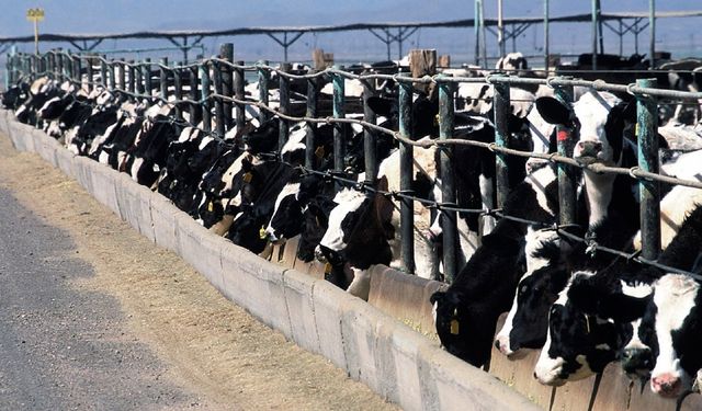 Şap Türkiye'yi Sardı: Yeni Varyant Hayvanları Öldürüyor, Üretici İflasın Eşiğinde
