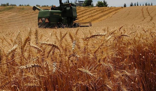 CHP’li Barut: Buğday Alım Fiyatı En Az 20 Lira Olmalı