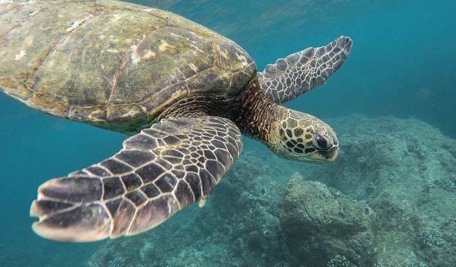Mersin’in Mavi Kalbi İçin Sorumluluk Hepimize Düşüyor