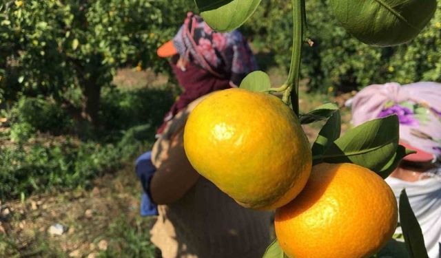 Mersin’de 2025 Turunçgil Rekolte Tahminleri Belirlendi