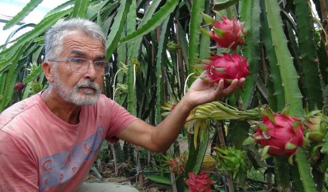 Silifke’de Tropik Lezzet Hasadı: Ejder Meyvesi İhracatta Sınırları Zorluyor