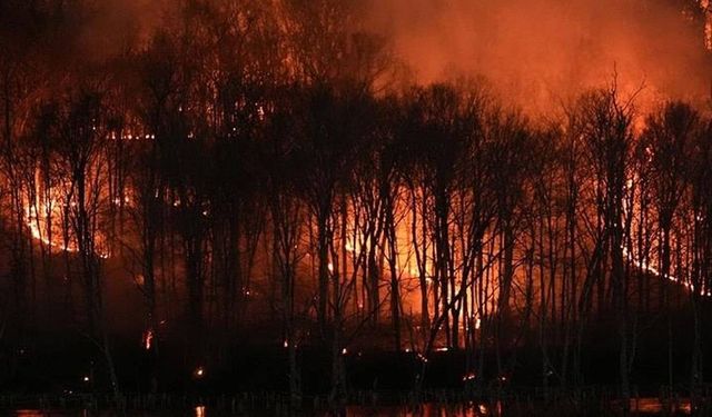 Sırbistan’da Orman Yangınları: 1 Ölü, 14 Yaralı