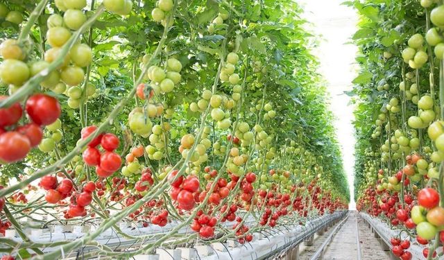 Mersin’de Tarlalar Ağustos Mesaisinde