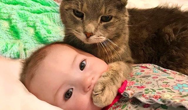 Kedi Sahipleri Dikkat! Bebeğinizle İlk Temas Bu Şekilde Olmalı