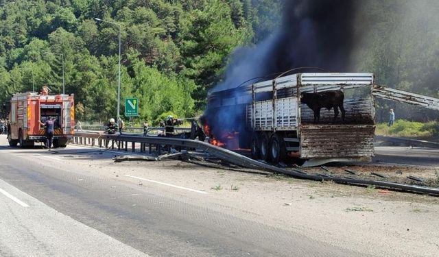 Büyükbaş Hayvan Yüklü Tırda Korkutan Yangın: Adana'da Büyük Panik!