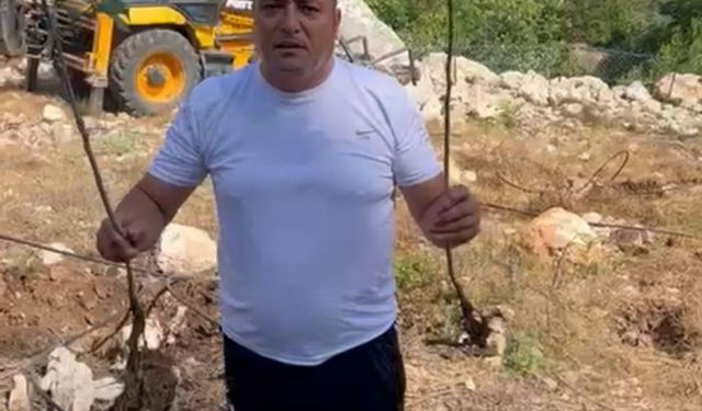 Çamlıyayla'da ağaç katliamı 