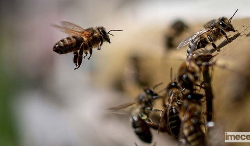 Mevsim Dengesizliği Bal Üretimini Vuruyor... Arılar Tehlikede