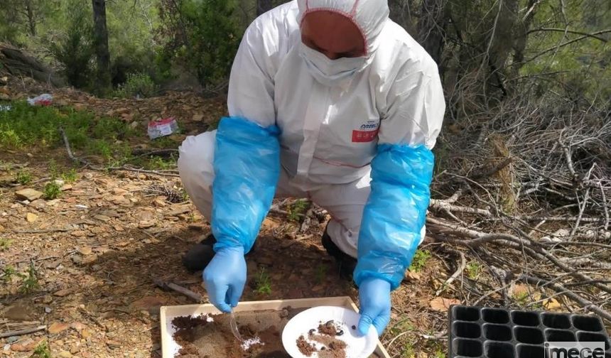 Mersin'de Çamkese Böceğine Karşı Biyolojik Mücadeleye Başlandı