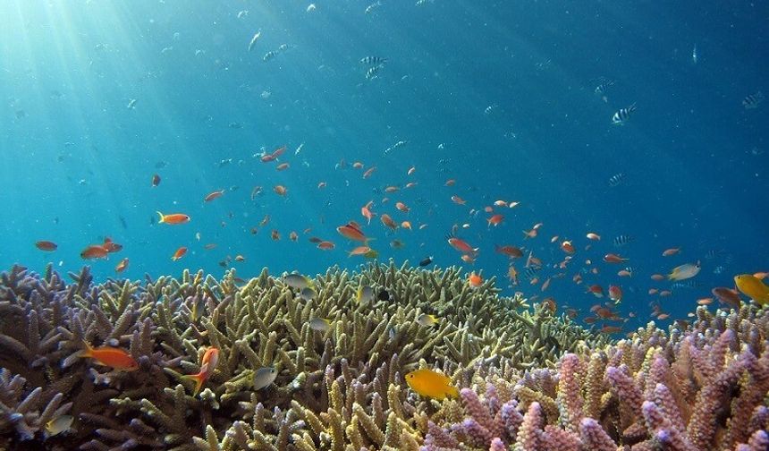 Deniz Ekosistemini Korumak İçin Alınacak Başlıca Önlemler