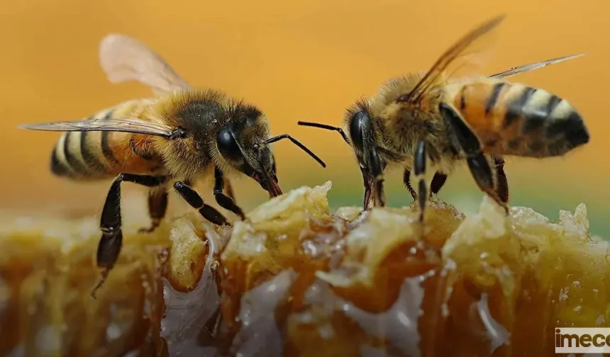 Arıların Ekosisteme Katkıları: Doğanın Sessiz Çalışkanları