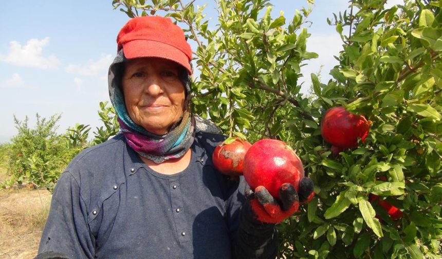 Mersin'de Yılın ilk Erkenci Nar Hasadı Yapıldı