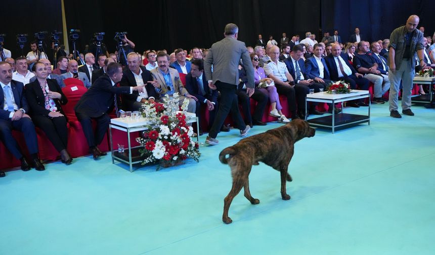 Fuar Alanına Girip Dron Kovalayan Köpek İlgi Odağı Oldu