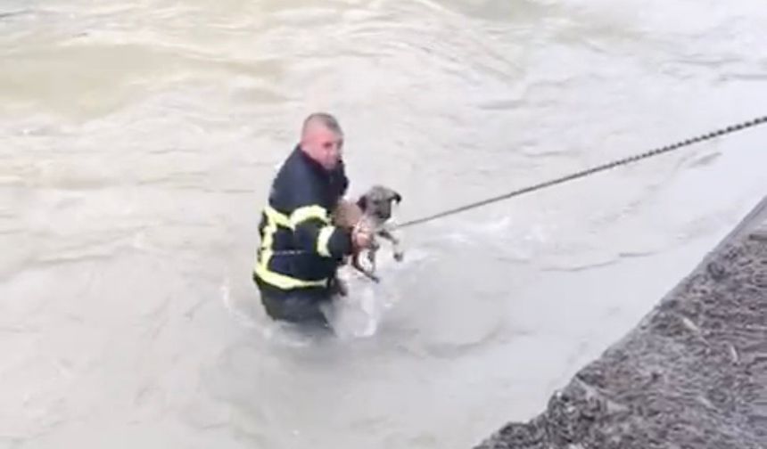 Dereye Düşen Köpeği İtfaiye Ekipleri Kurtardı!