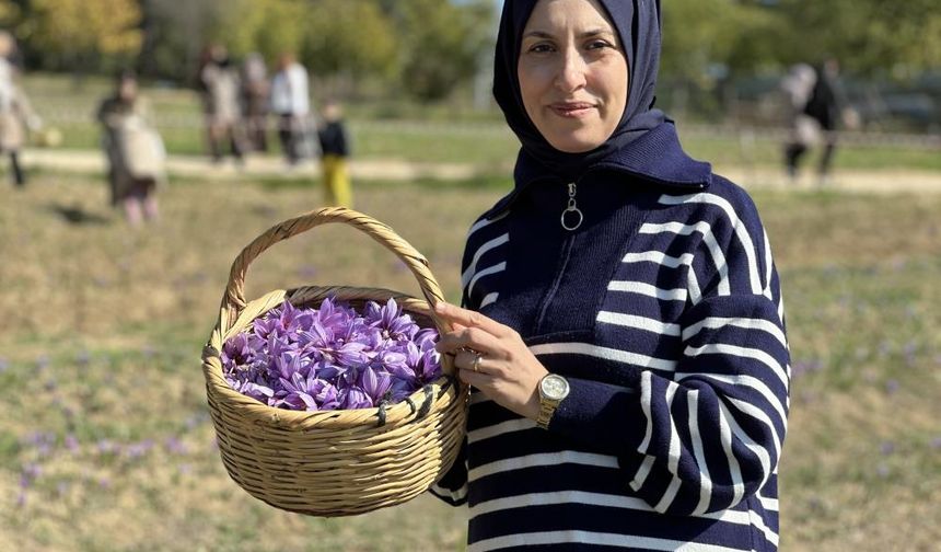 ‘Dünyanın En Pahalı Baharatı' Safranı Hasat Etmek İçin Soluğu Tarlalarda Aldılar