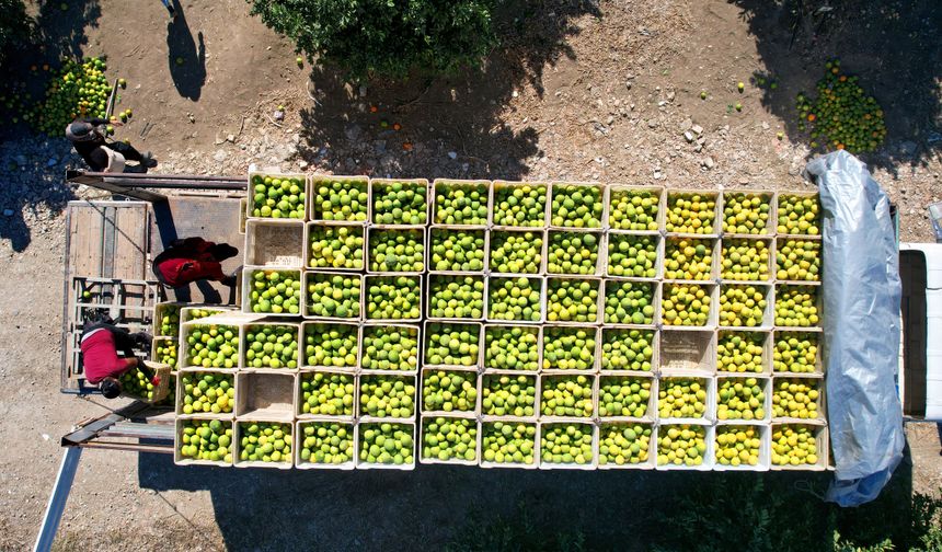 Adana'da Portakal Üretiminde 371 Bin Ton Verim Hedefi