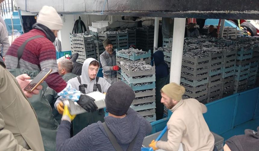 Karadeniz'den Tonlarca Hamsi Çıktı