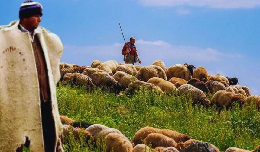 İthal Kurbanlıktan Sonra İthal Çoban Tartışması: Türk Çobanı Gözardı mı Ediliyor?