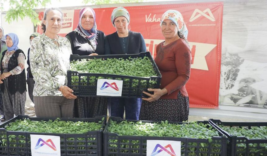 Büyükşehir’den Gülnar’a 105 Bin Domates Fidesi Desteği