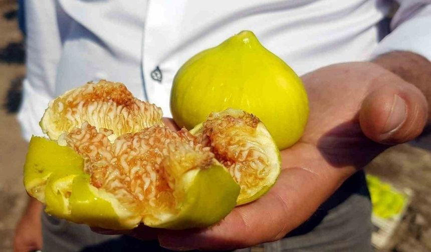 Sabahın İlk Işığında Toplanıyor, Altın Fiyatına Satılıyor!