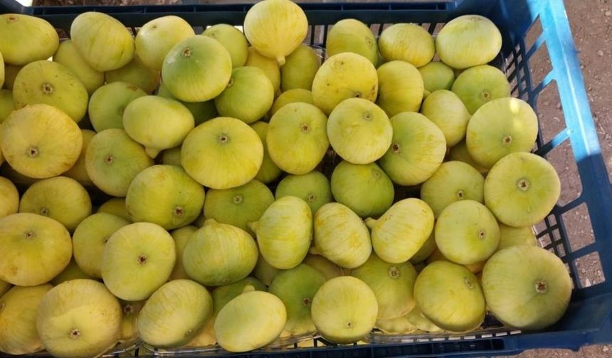Mut Beyaz İncirinde Sürpriz Gelişme: İhracatta Yeni Dönem Başladı!