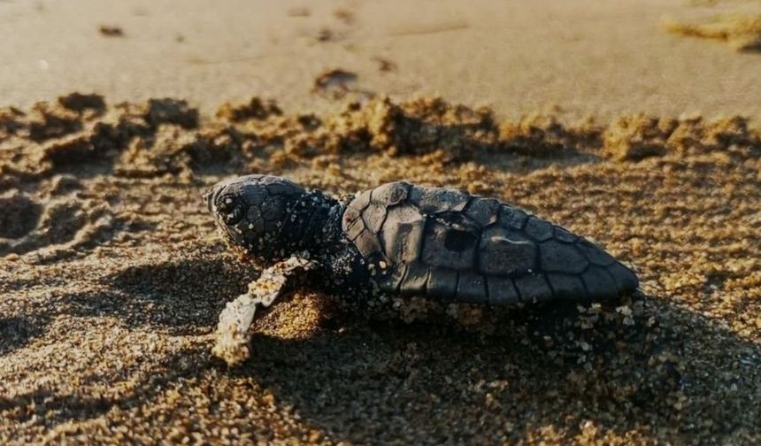 Mezitli Sahillerinde Caretta Carettalar İçin Özel Tedbir