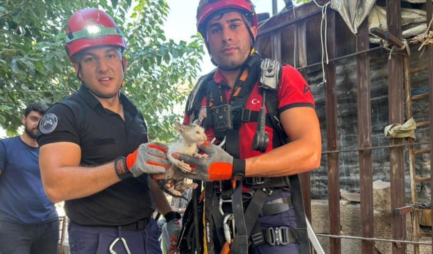 Mersin’de Yavru Kediye Hayat Veren Kurtarma Operasyonu