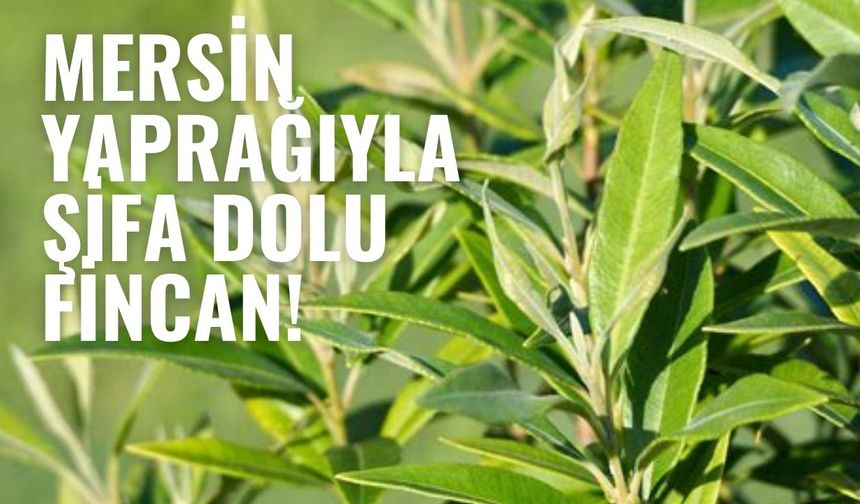 Mersin Yaprağı Nedir? Faydaları ve Çayı Nasıl Hazırlanır?