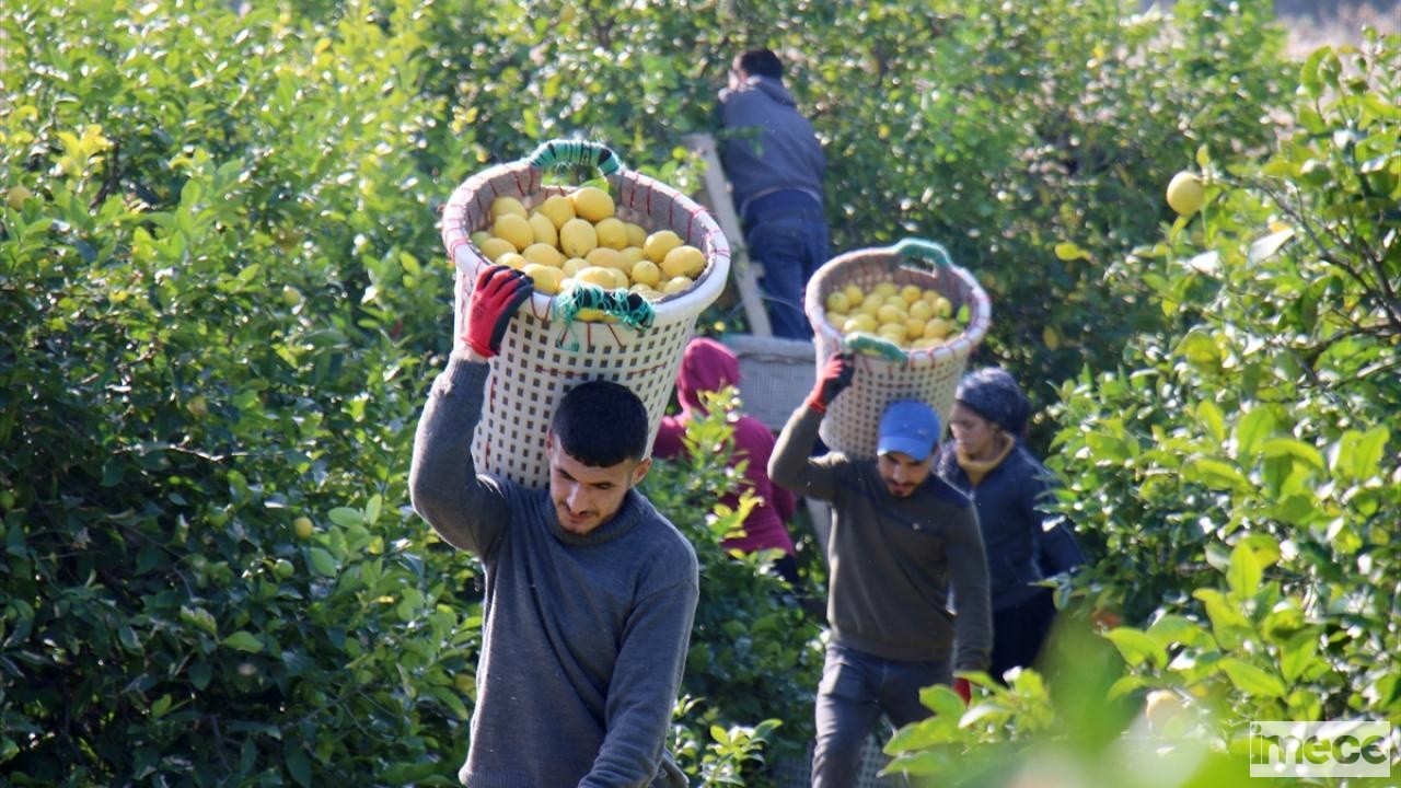 LİMONUN YÜZÜ GÜLMÜYOR