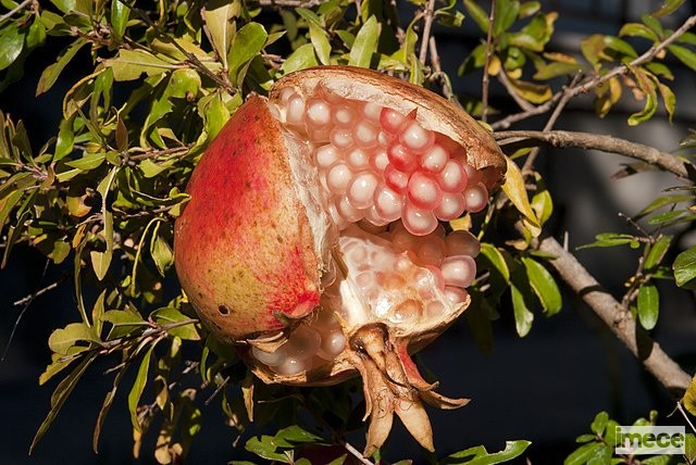 Punica_granatum_fruit_(1)