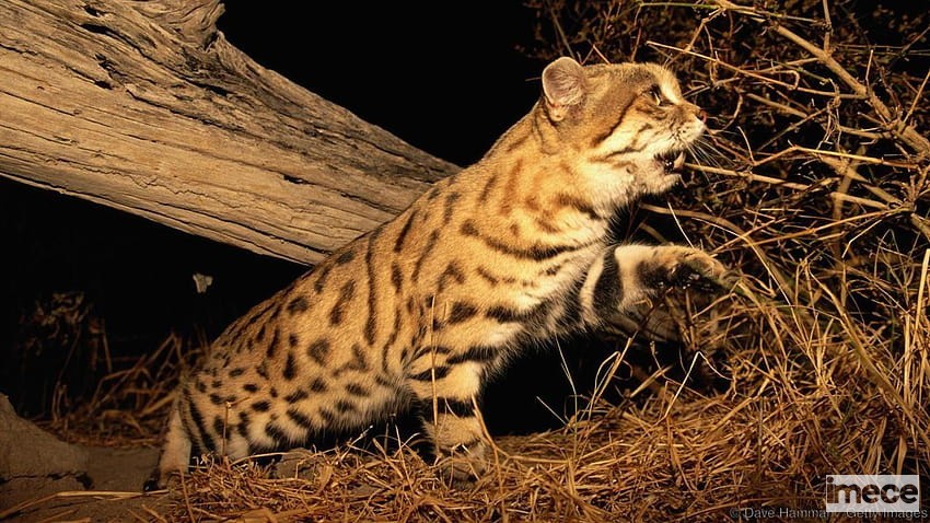 desktop-wallpaper-bbc-black-footed-cat