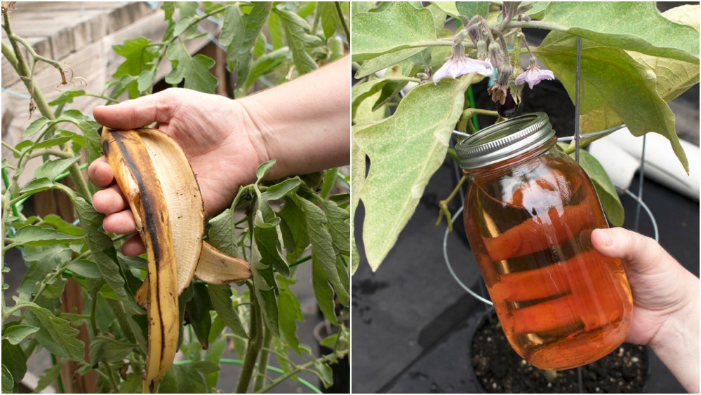 Banana Peel Fertilizer Collage