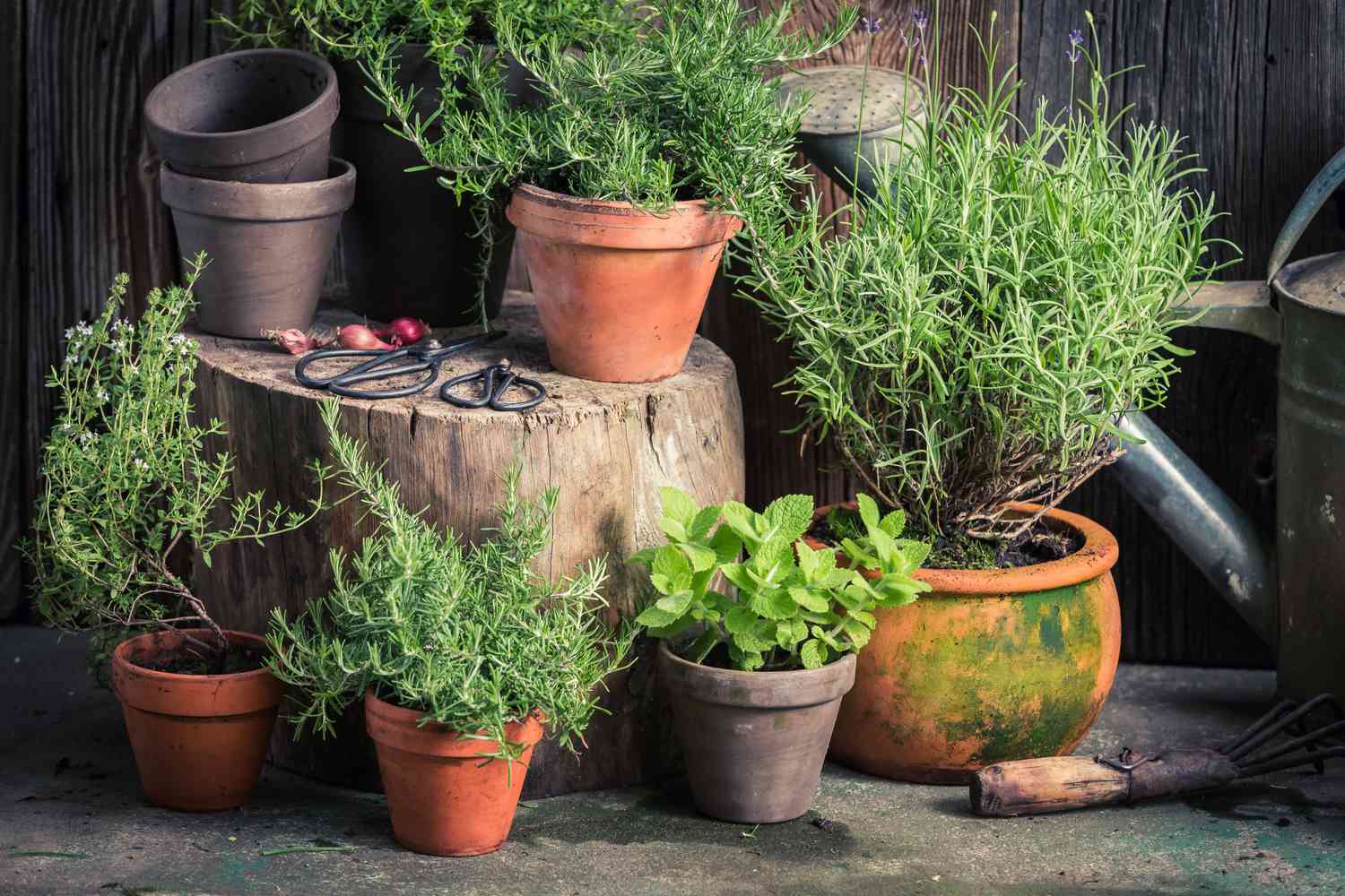 Fresh And Green Herbs In Rustic Garden 940936938 8B291F6C5E5D4B908D27502774F20F1D