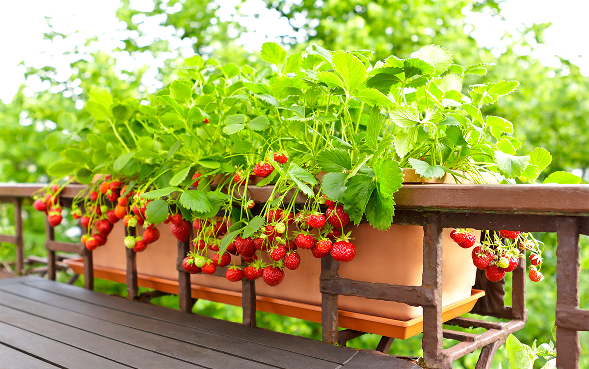 Stawberries In Balcony Planter Adobe Stock 481417194 1200Px