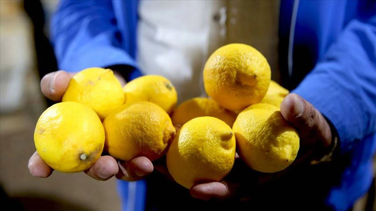Limon Ihracati Hakkinda Gecici Durdurma Karari