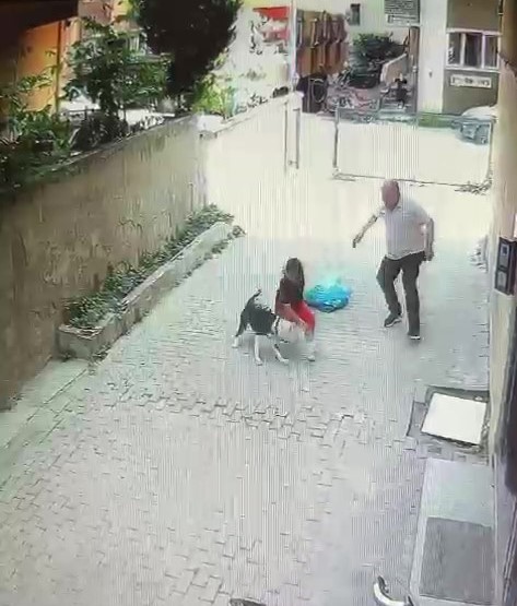 Istanbul Atasehir Pitbull Saldirisi 1