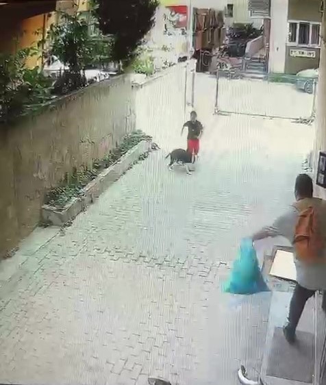 Istanbul Atasehir Pitbull Saldirisi 2
