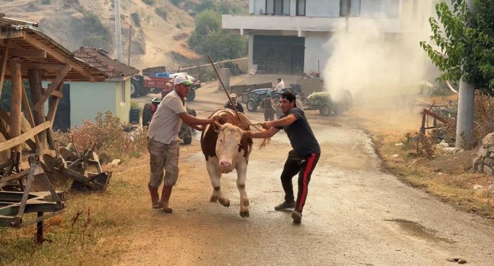 Sakarya Geyve Orman Yangini 1