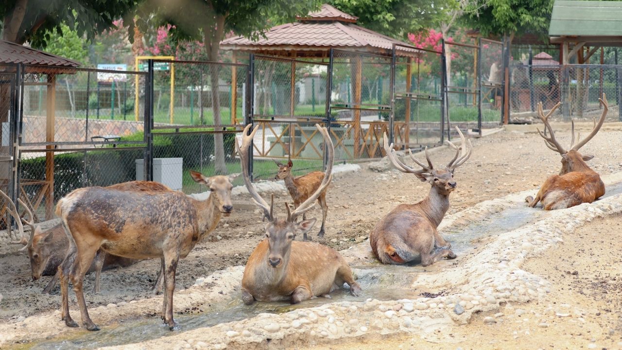 Hayvan Park-1