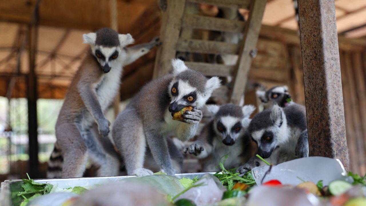 Lemur