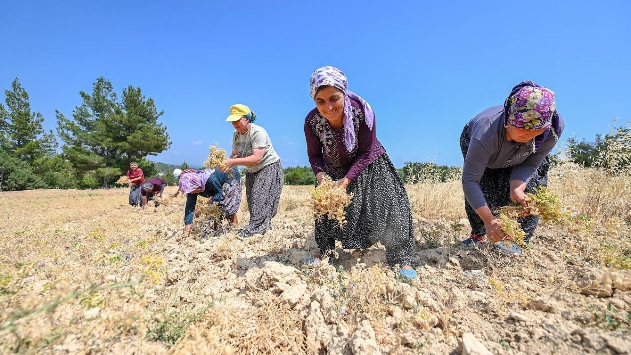 Mersin Yerli Nohut Destek 2