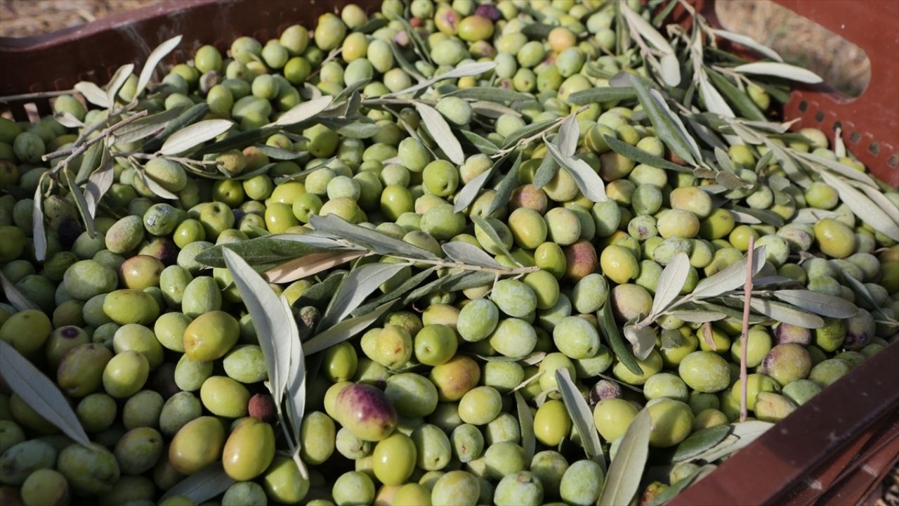 Mersin Zehirsiz Zeytin (1)