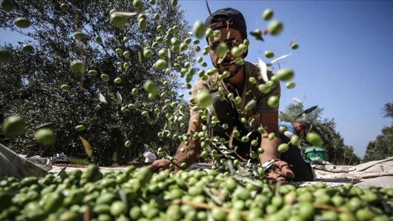 Mersin Zehirsiz Zeytin (2)