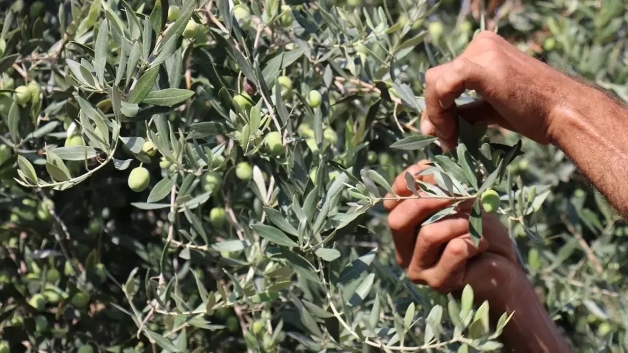 Mersin Zehirsiz Zeytin